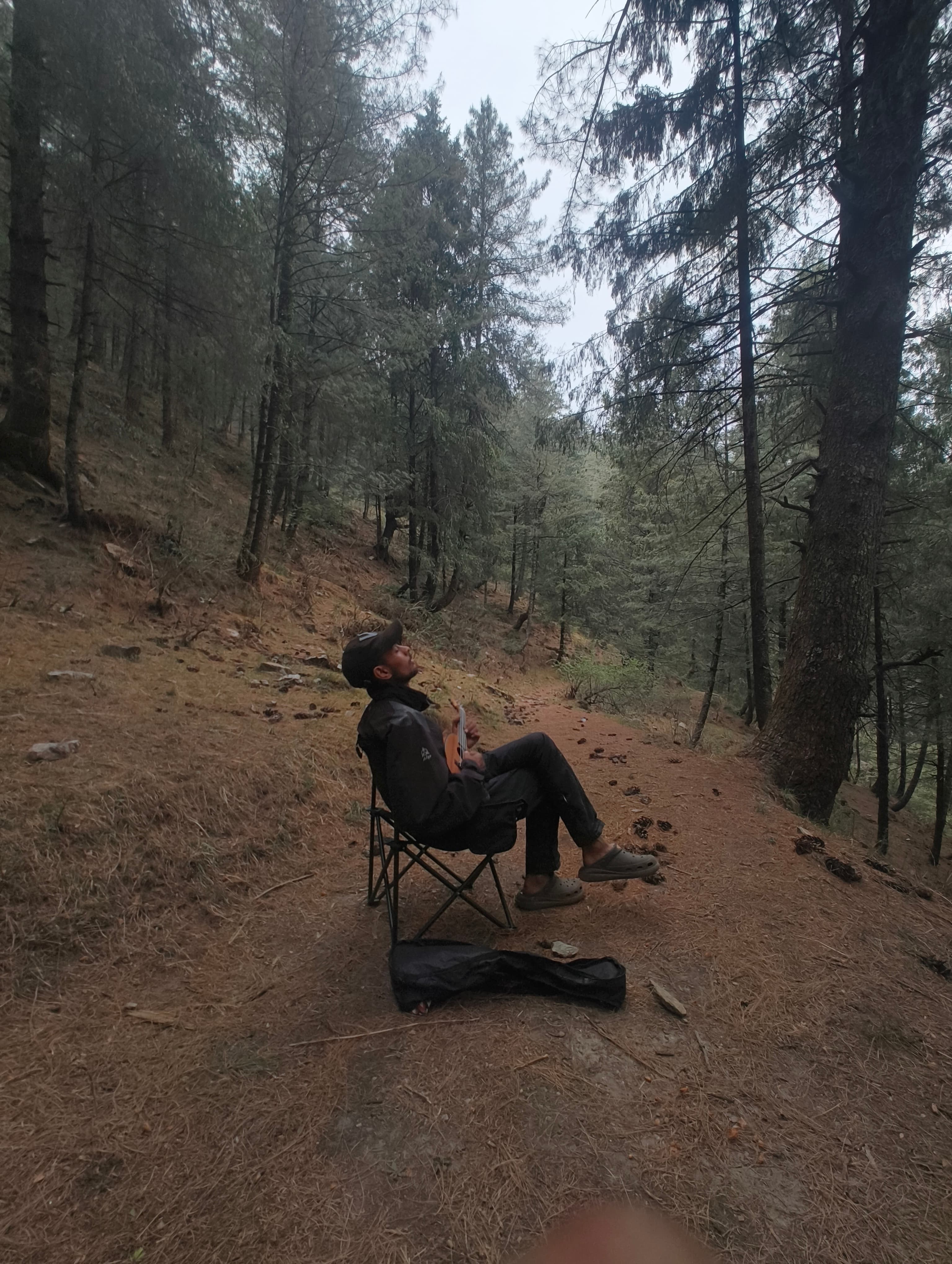 Ukulele in the pine forest
